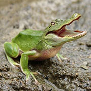 Aligator Frog
